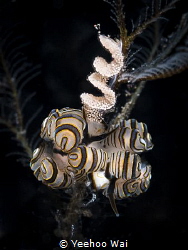 Donut nudibranchs (Doto greenamyeri) with eggs
Tulamben,... by Yeehoo Wai 